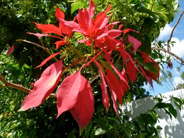 ¡Felices días de Navidad y Año&nbsp;Nuevo!