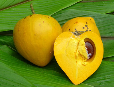 Canistel