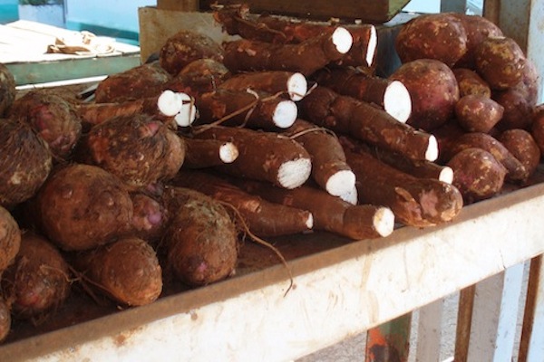 Le ronca la malanga, la yuca y el&nbsp;boniato