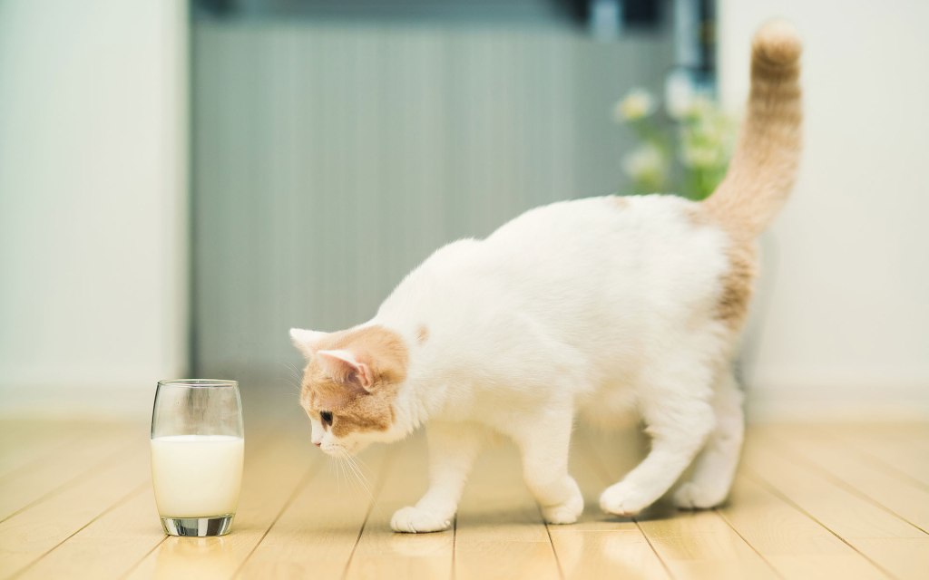 La leche del&nbsp;general