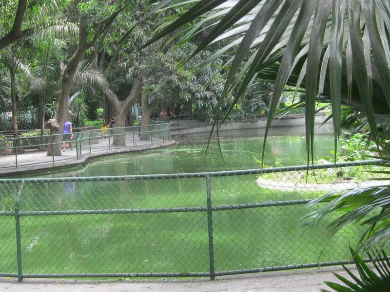 Agua sin cocodrilos