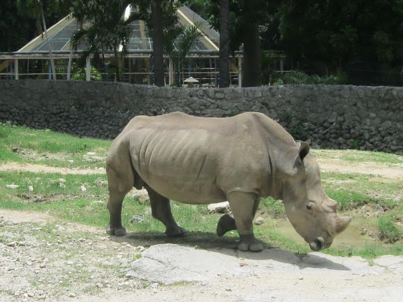 Rinoceronte