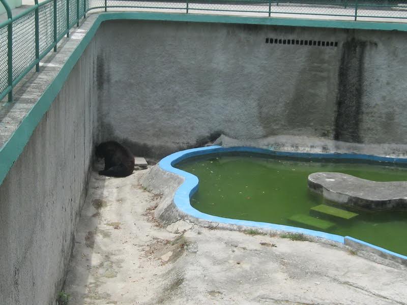 Un oso