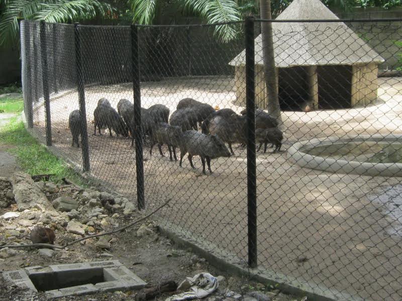 Una docena de animales