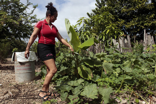 Aliuska Labrada camina entre las plantas de su conuco en la Ciénaga de Zapata, provincia de Matanzas. Realizada por Jorge Bolaños, fotógrafo de IPS.