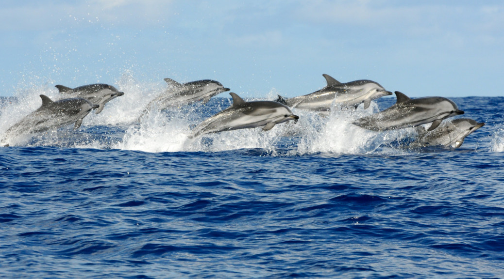 Delfines en el mar