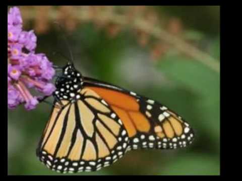 Cocuyos, grillos, mariposas y ciempiés